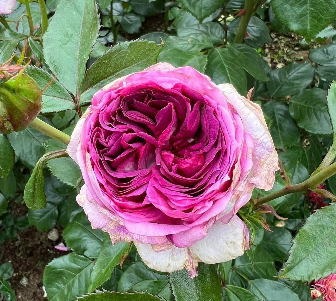 Thierry Marx garden rose plant flower bush shrub - Image 3