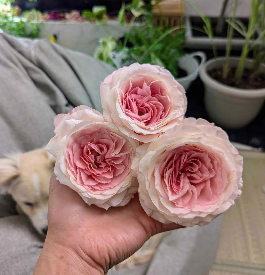 Mayra Bridal garden rose plant flower bush shrub - Image 6