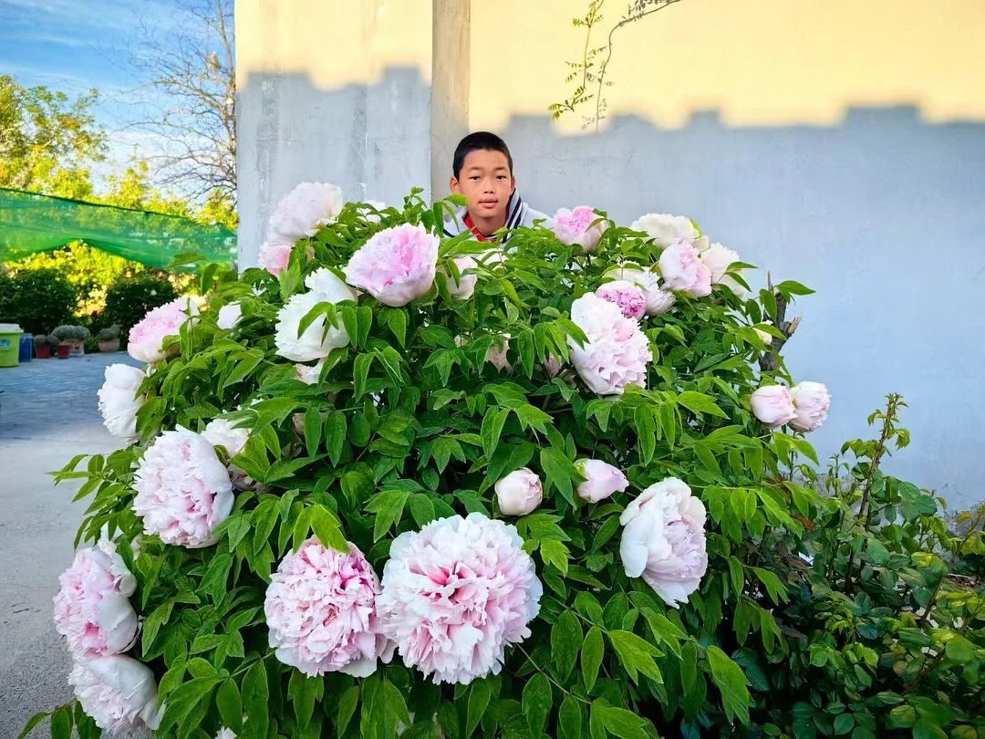 Fen Xiu Qiu tree peony - Image 4
