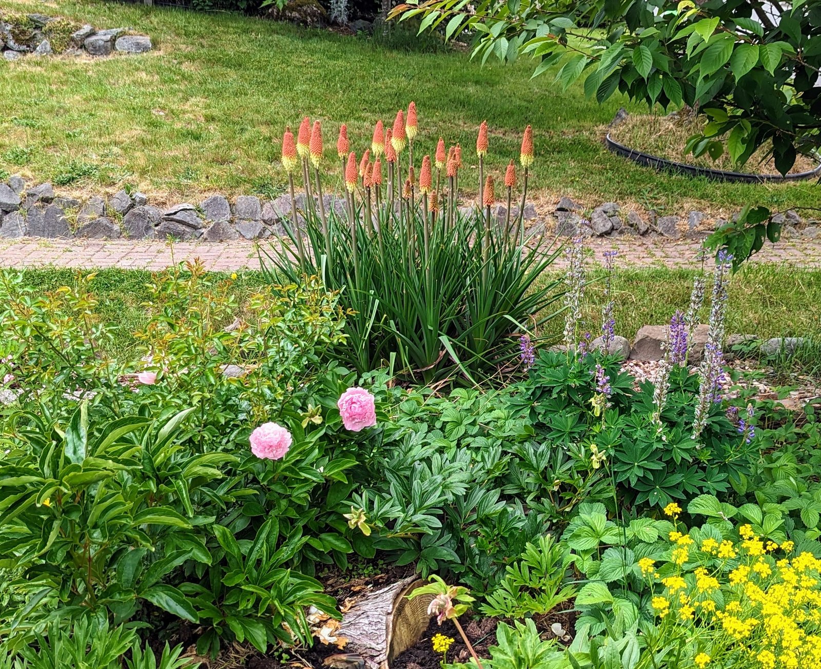 Mysterious DA, Wabara, Princess, Wan etc garden rose plant flower bush deciduous shrub - Image 4