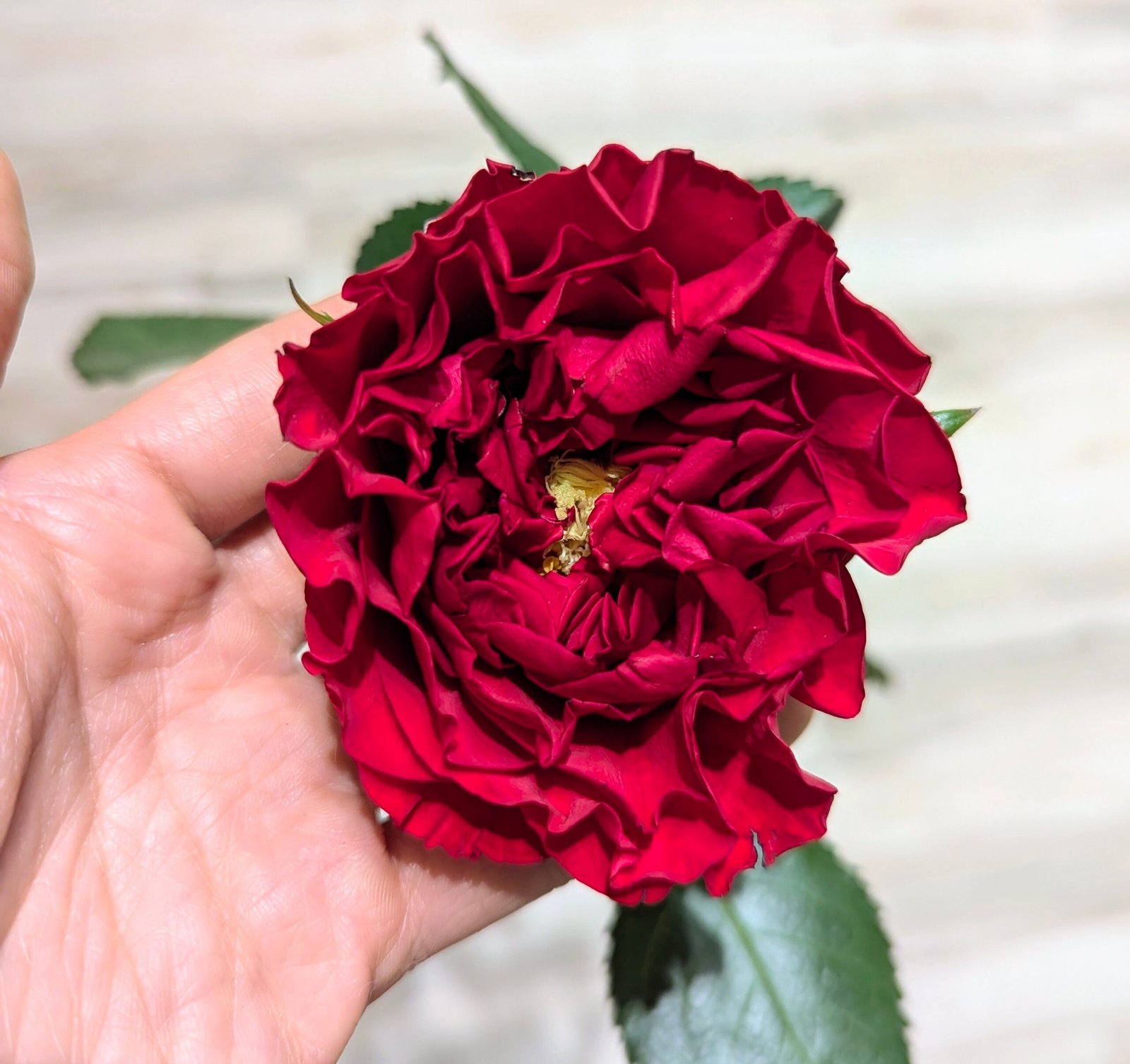 Red wedding garden rose plant flower bush deciduous shrub - Image 2