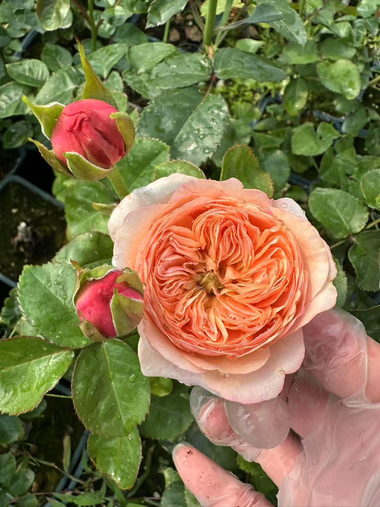 Dorse garden rose plant flower bush shrub - Image 3