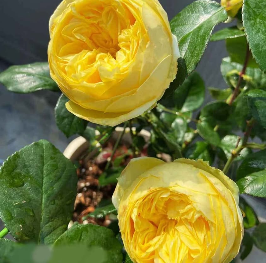 Catalina rose plant flower bush shrub - Image 2
