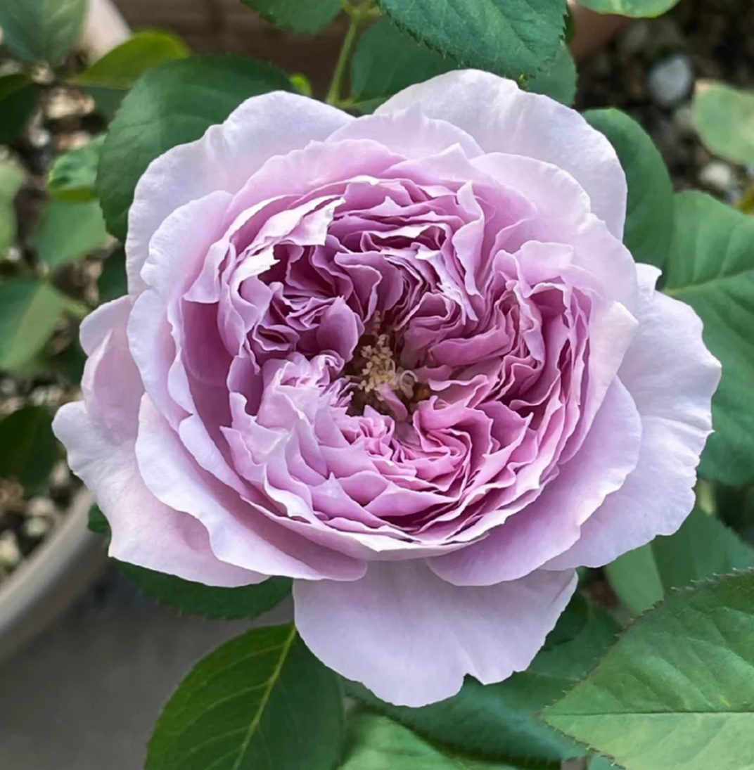 Repartil lavender garden rose plant large flower bush deciduous shrub - Image 2