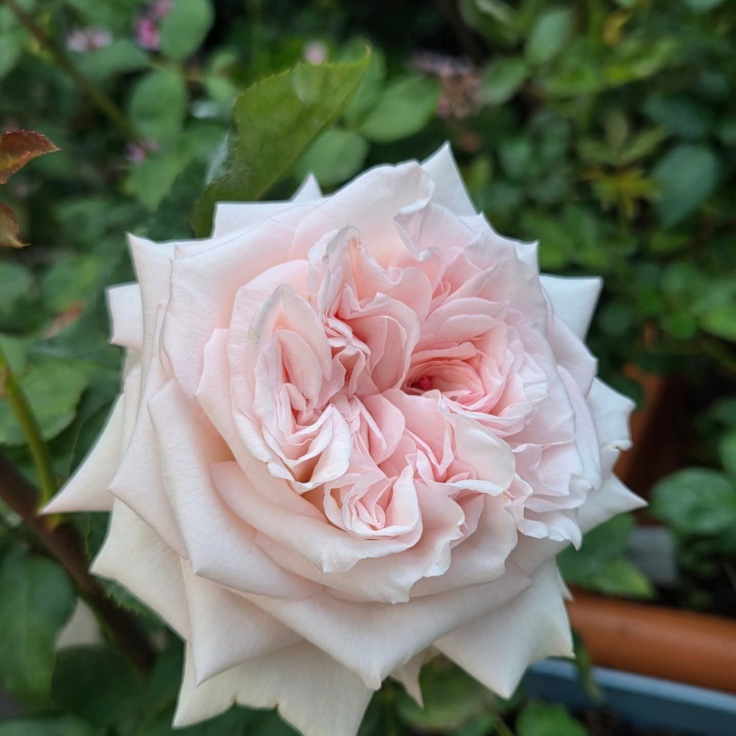 Strongly fragrant P. O'hara garden rose plant flower bush shrub - Image 4