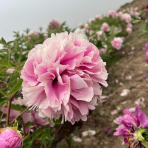 Lan Yun Qian Li tree peony