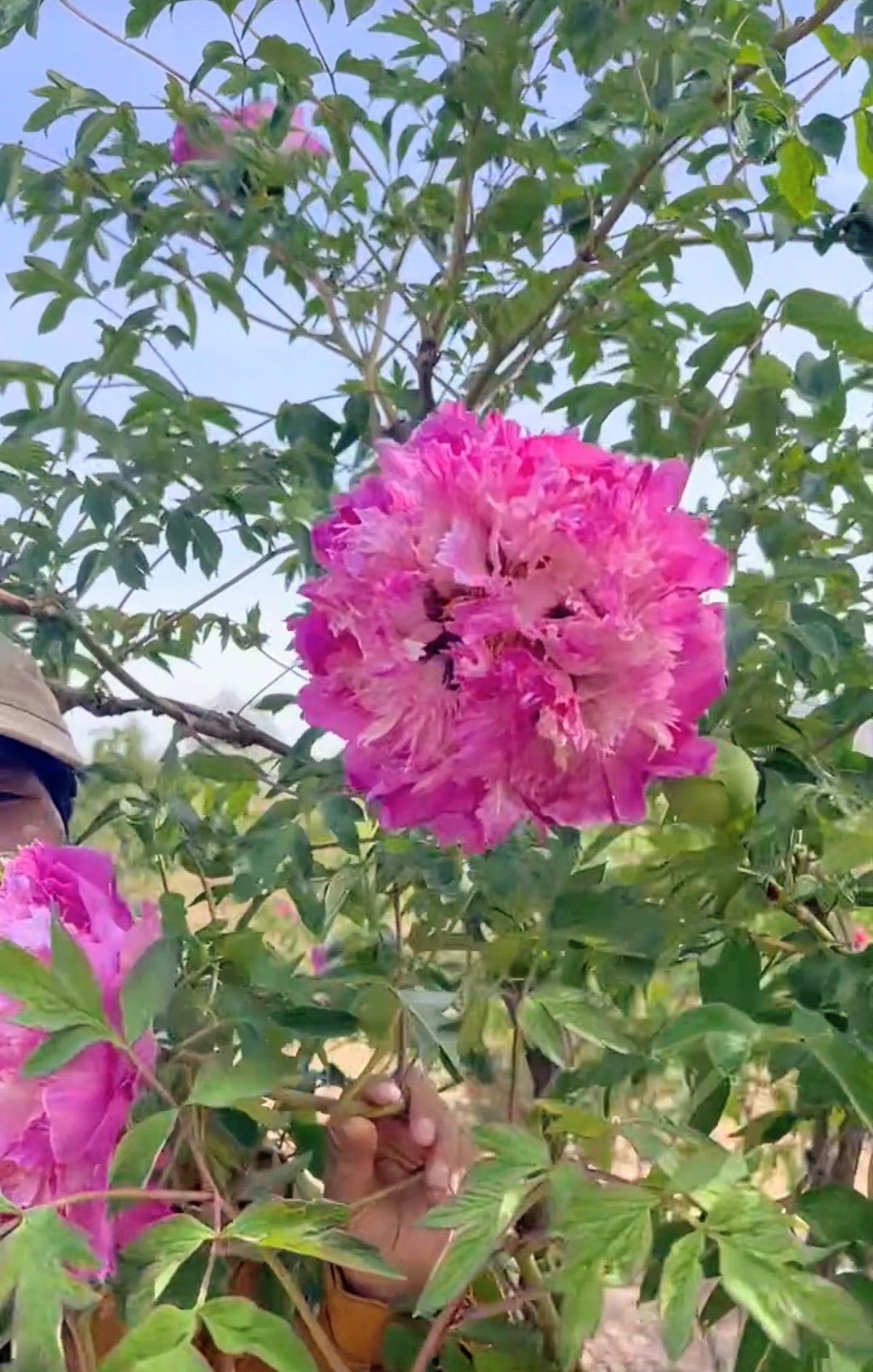 "Dressed in red & white" large flower tree peony - Image 3