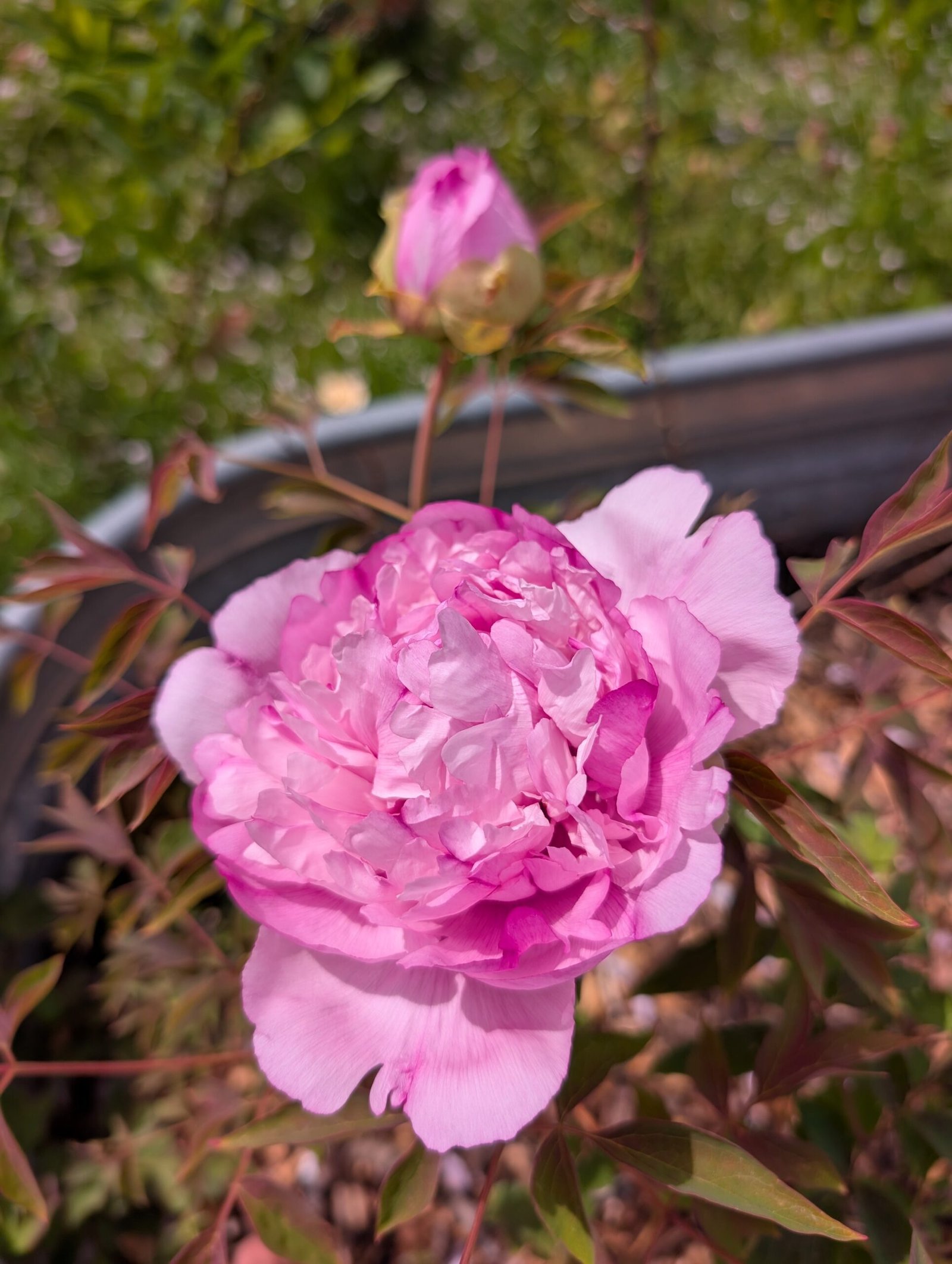 "Pink crown jade beads" tree peony - Image 4