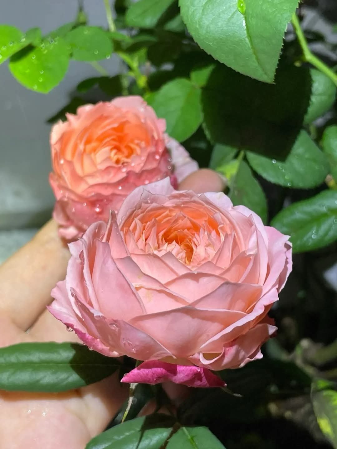 Princess Sakura garden rose plant flower bush shrub - Image 2