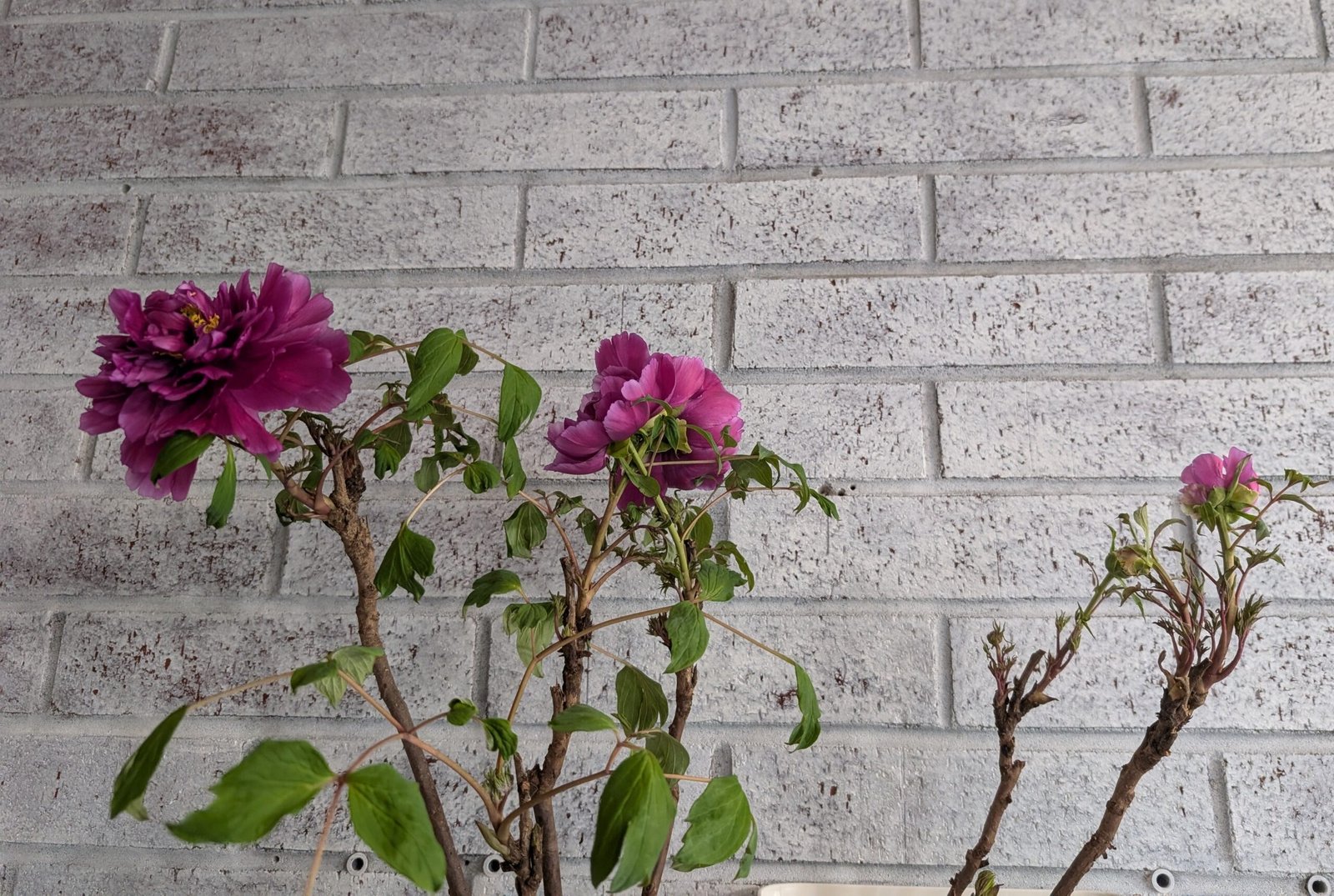 "Champion Crown" large flower tree peony - Image 16
