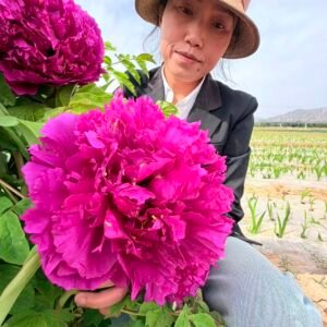 Zi Lou Xiang Jin tree peony