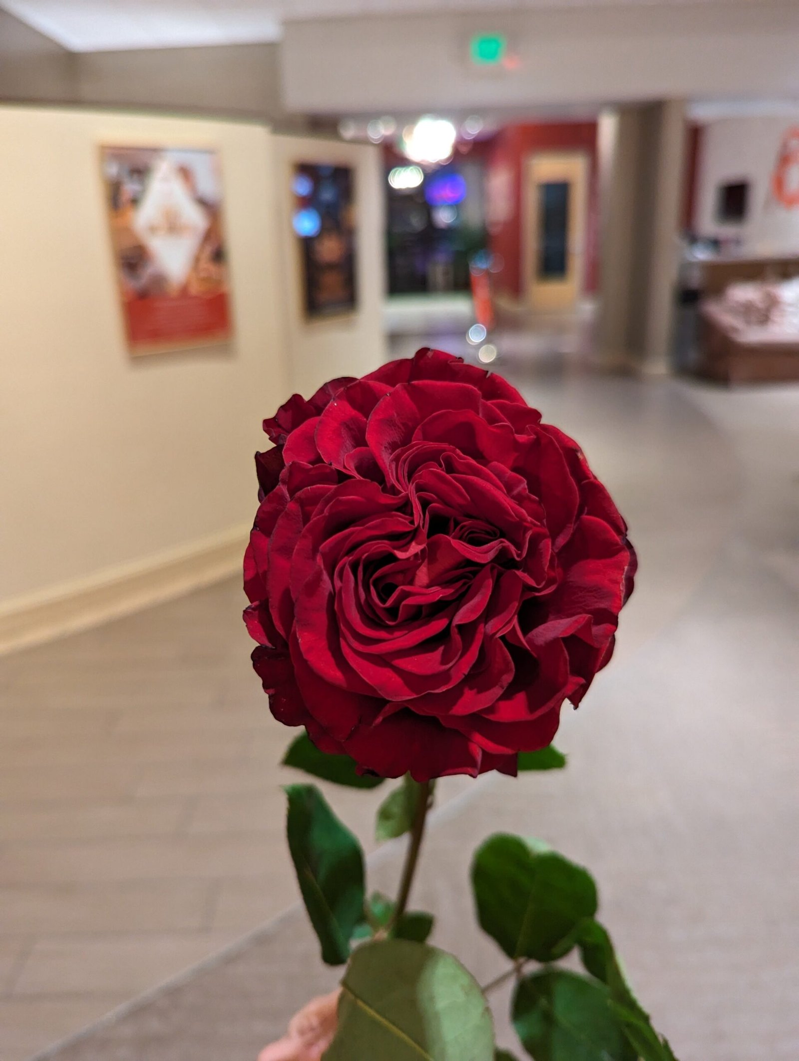 Hearts garden rose plant flower bush shrub - Image 2