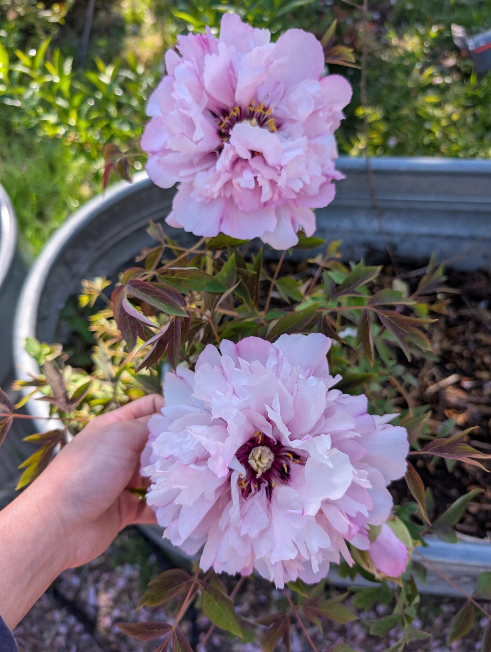"Pink crown jade beads" tree peony - Image 17