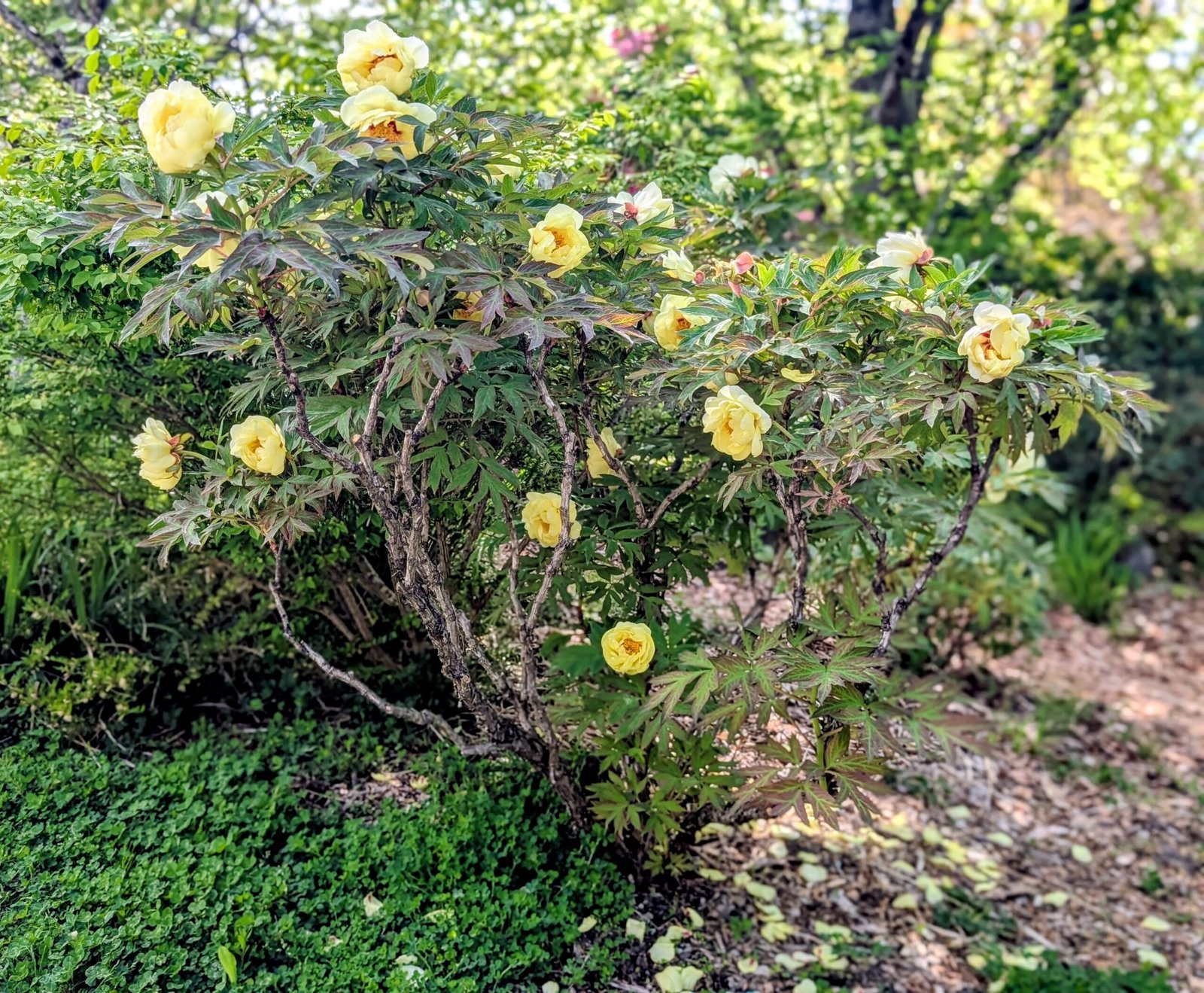 "High noon" large flower Japanese tree peony - Image 2