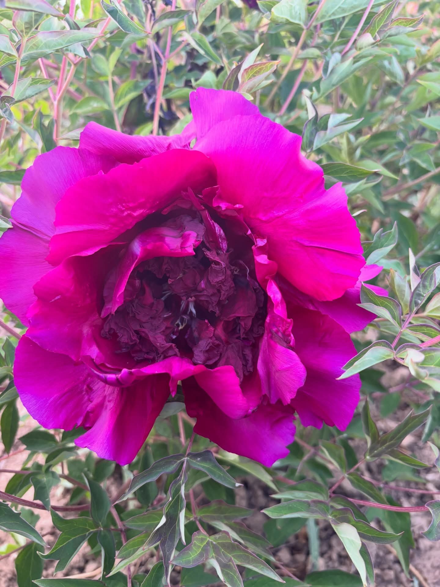 Hei Mei Gui tree peony - Image 2