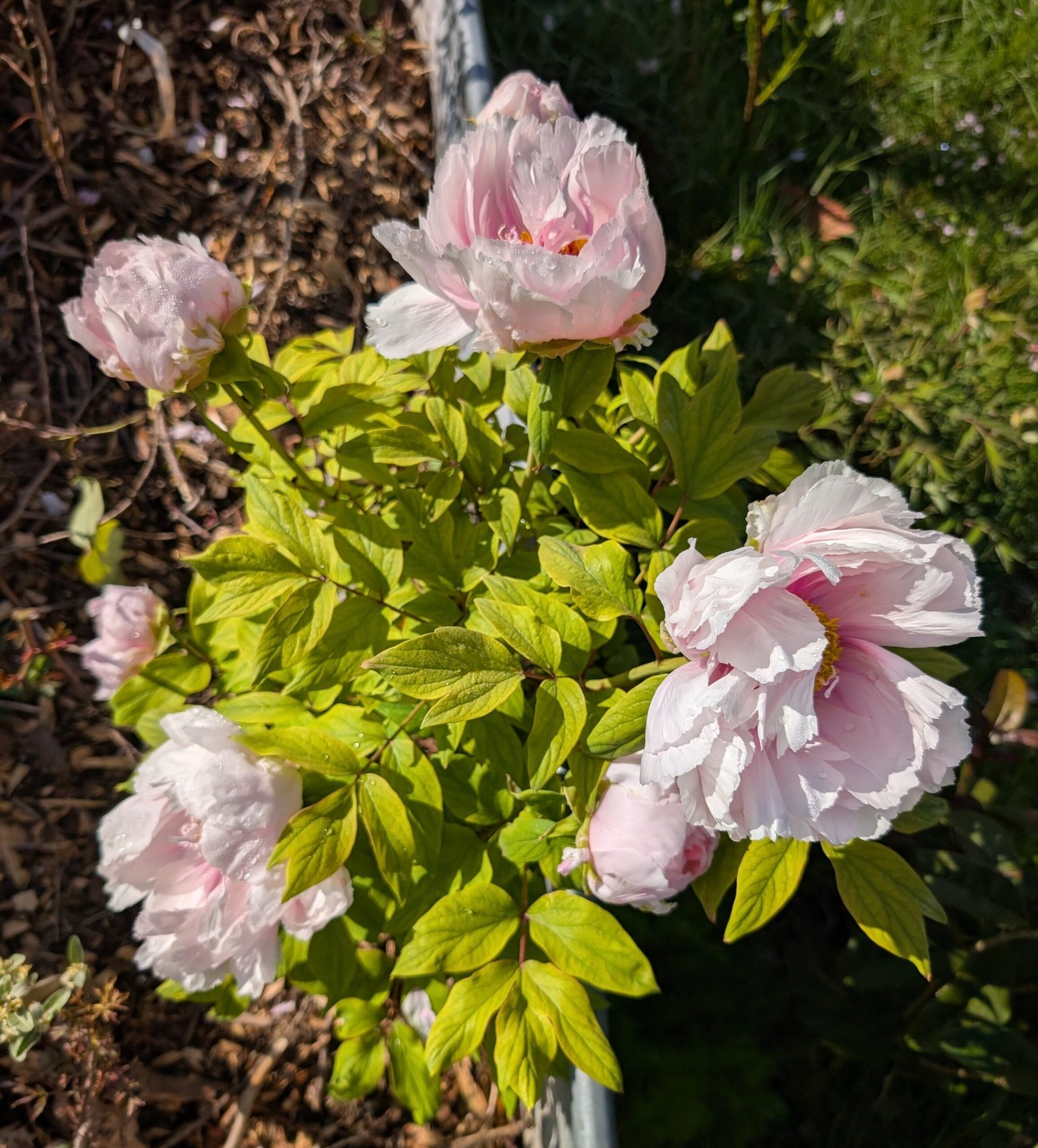 "Peach blossom in the snow" large flower tree peony - Image 4