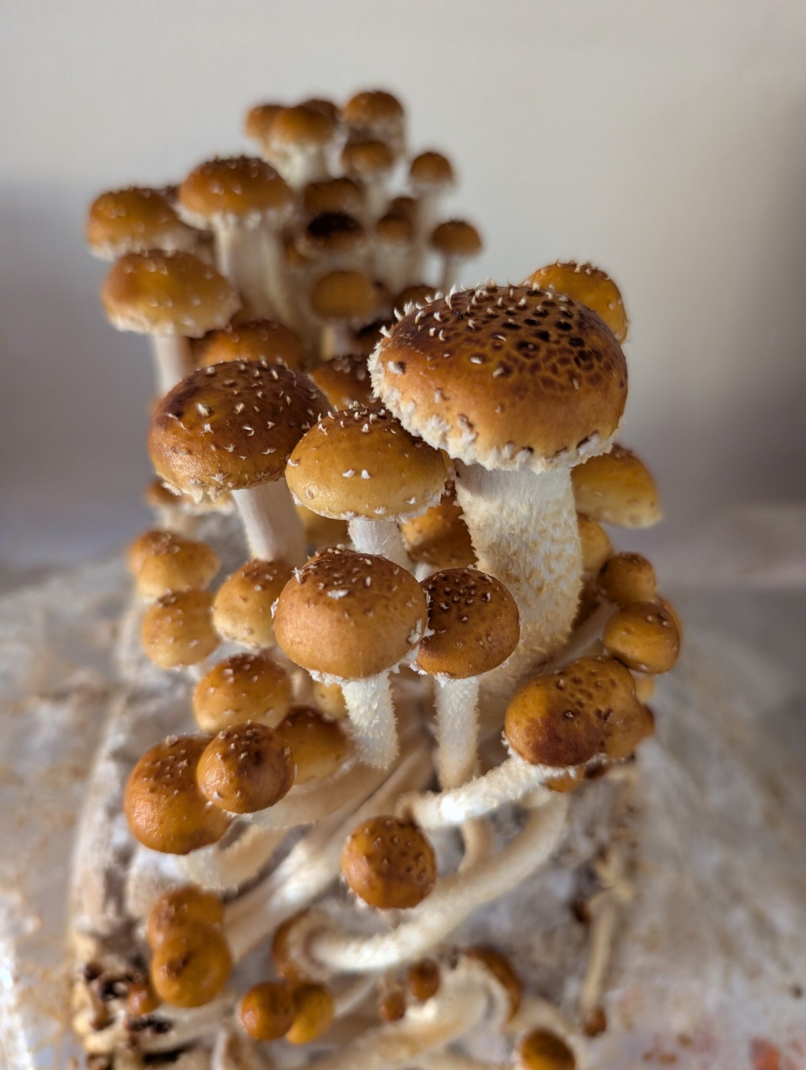 Organic Chestnut Fruiting Block – 5 lb Mushroom Growing Kit - Image 4