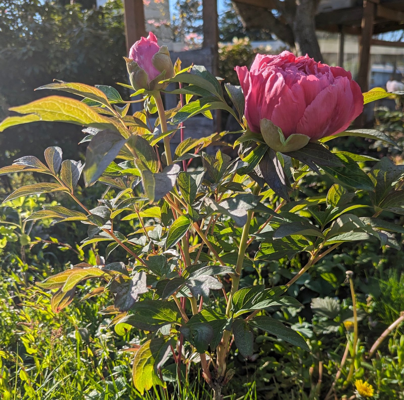 Lost tag red large flower cold hardy part shade tree peony - Image 12