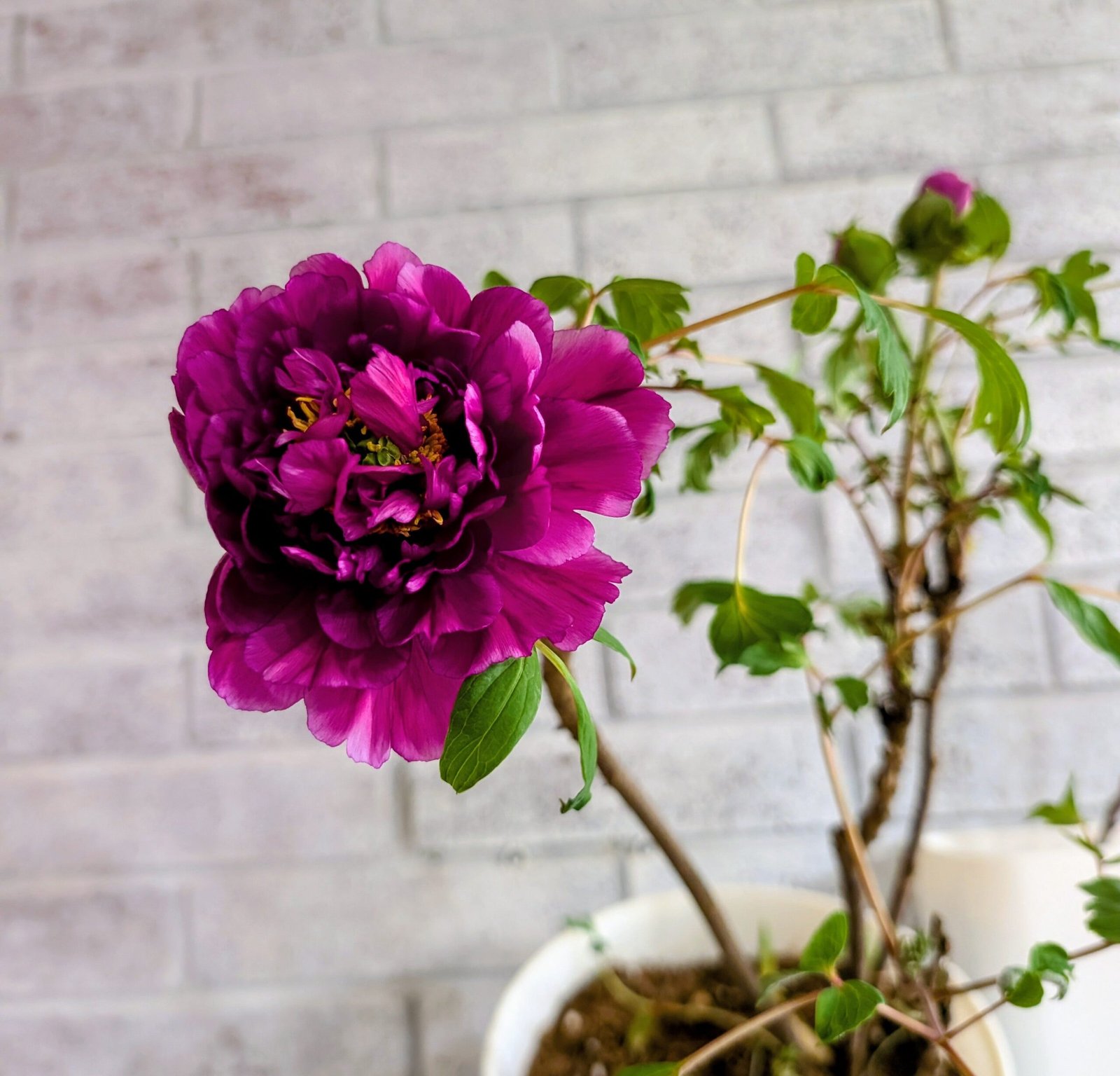 "Champion Crown" large flower tree peony - Image 7