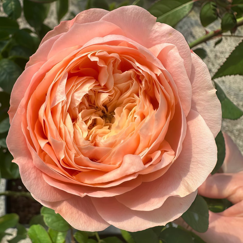 Sweet Harper garden rose plant flower bush deciduous shrub - Image 3