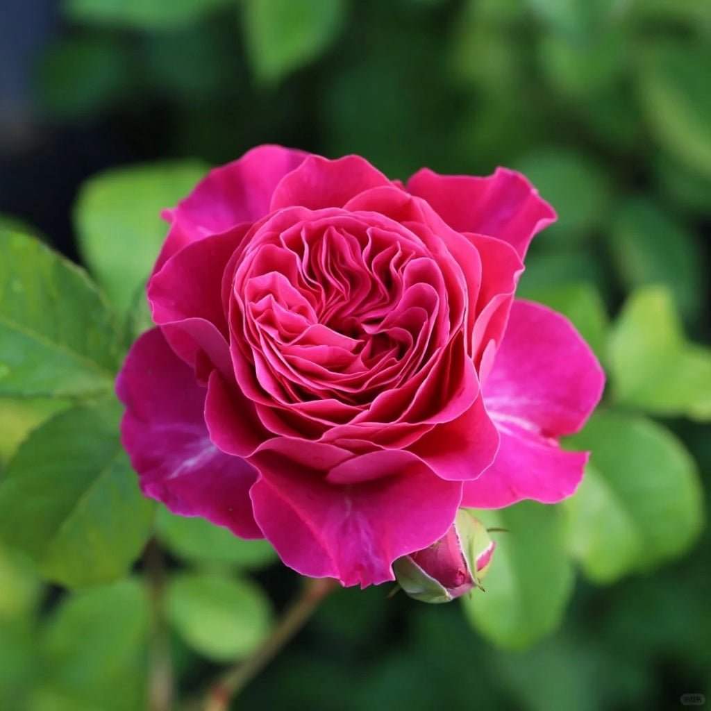 Wedding garden rose plant flower bush deciduous shrub