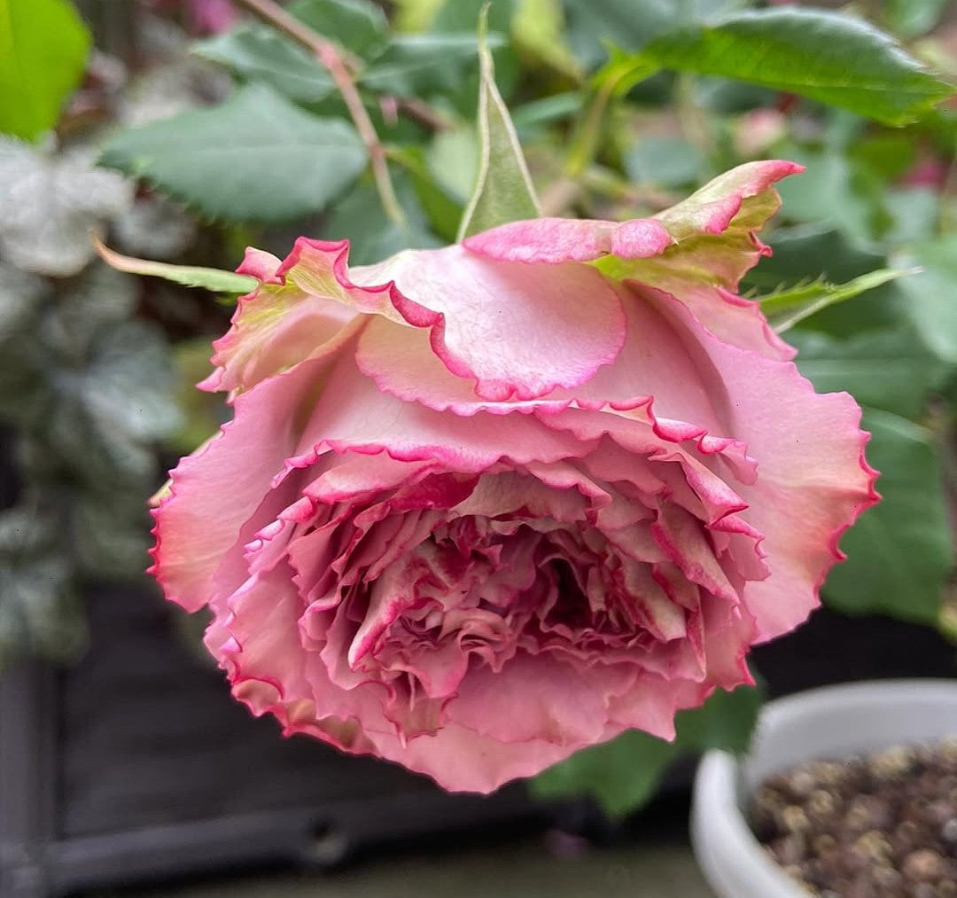 The Nat garden rose plant flower bush shrub - Image 3