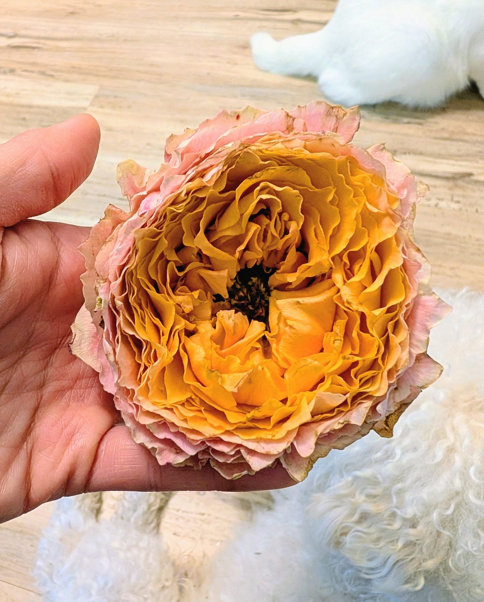 Sunrise garden rose plant flower bush shrub - Image 3