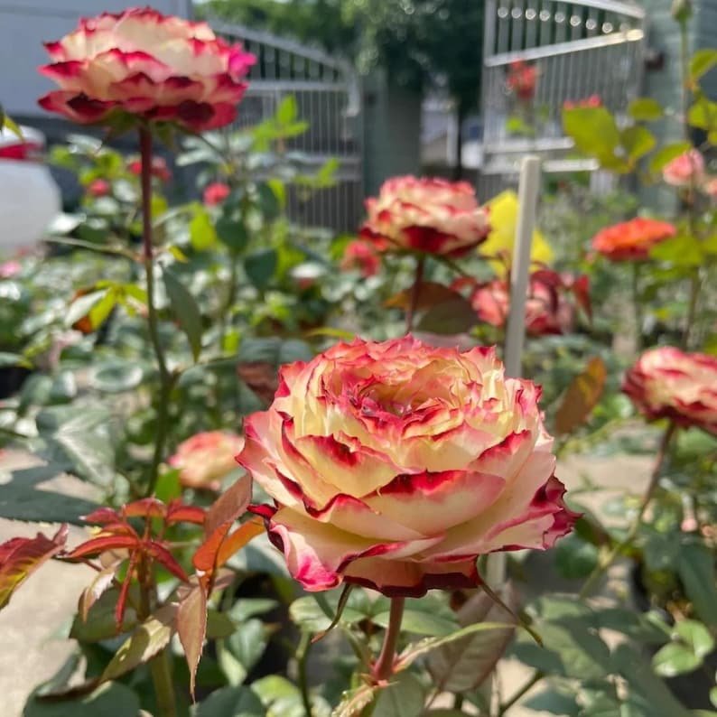 Apple Jack rose plant - Image 6