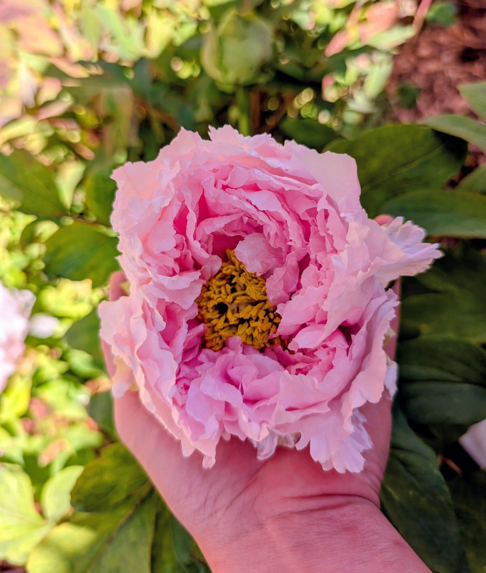 Hanakisoi Japanese large flower tree peony - Image 6