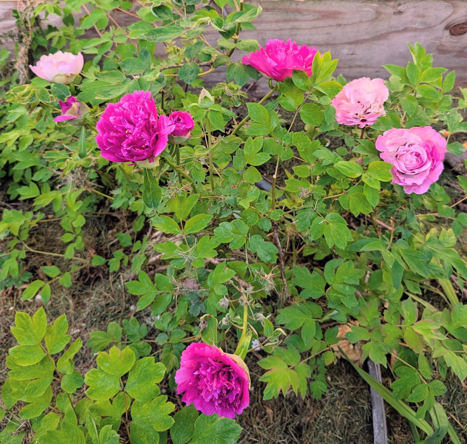 tree peony - Image 8