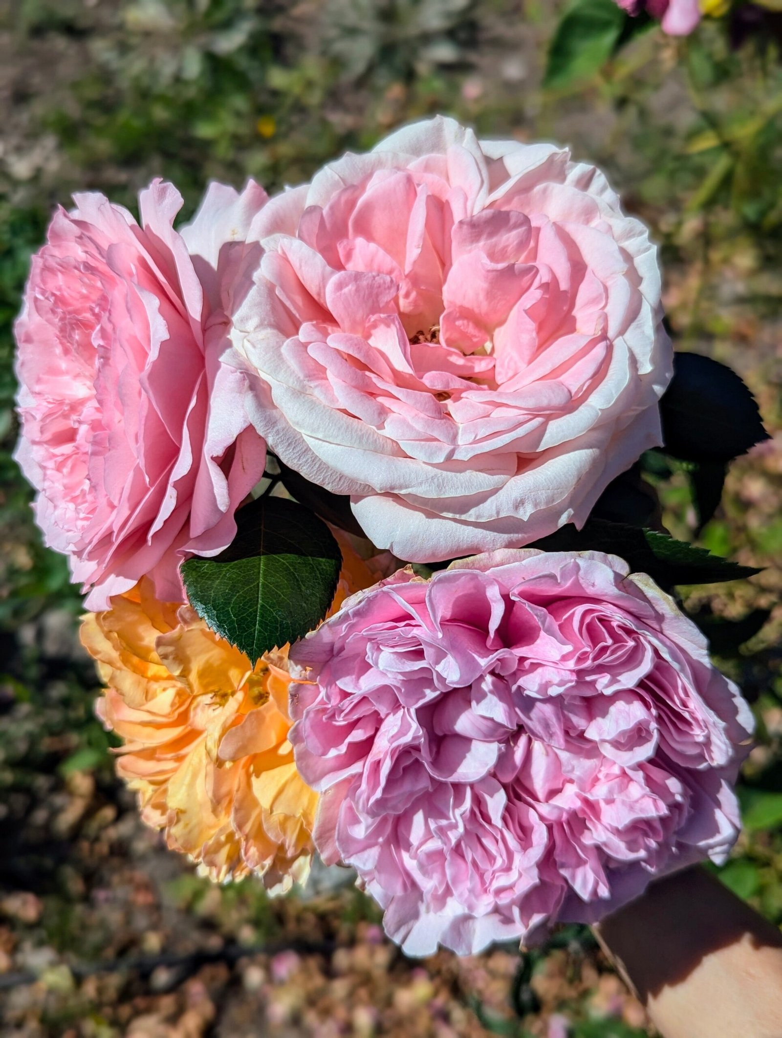 Mayra Bridal garden rose plant flower bush shrub - Image 12