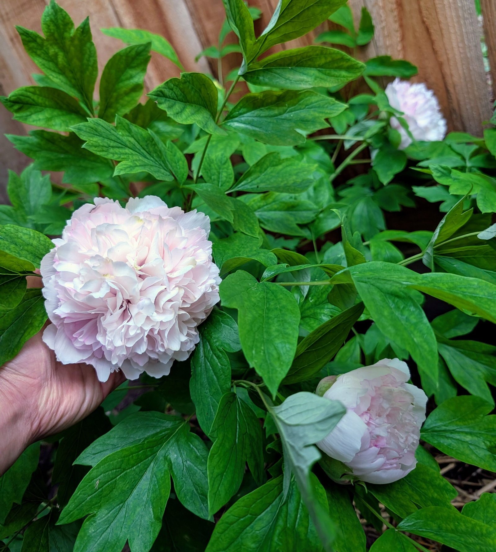 "Red thread girl" large flower tree peony Preorder for fall 2026 - Image 6