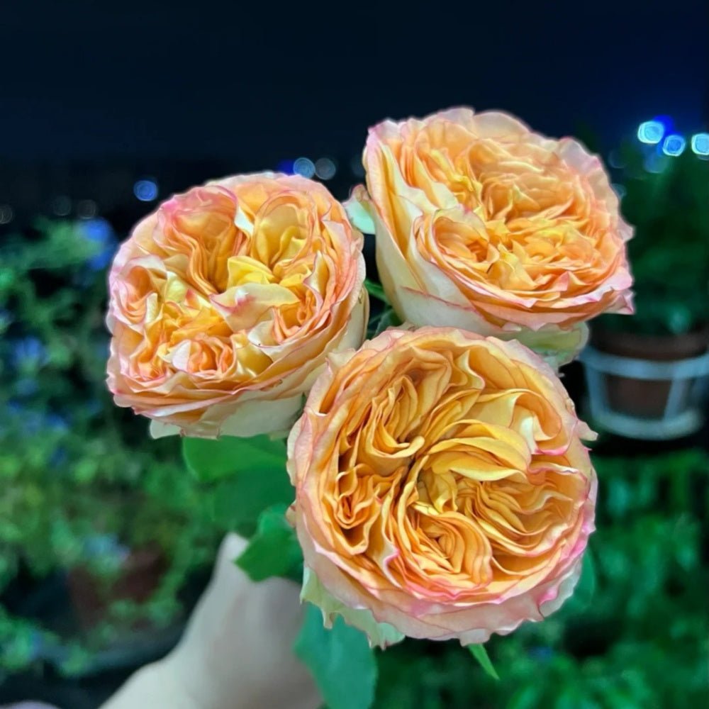 Summer garden rose plant flower bush shrub