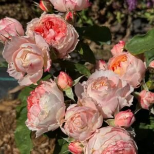 Princess Sakura garden rose plant flower bush deciduous shrub