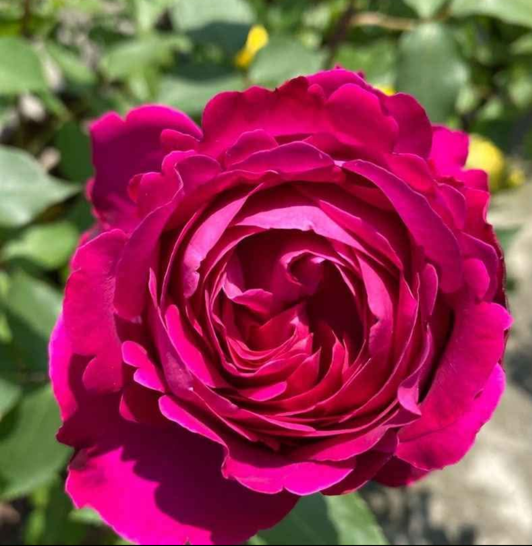 Yves Piaget garden rose plant flower bush shrub - Image 3