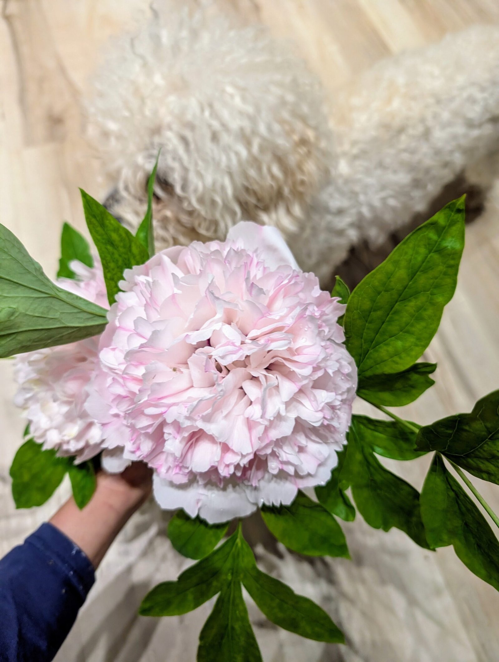"Red thread girl" large flower tree peony Preorder for fall 2026 - Image 10