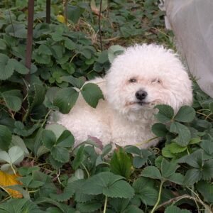 Free strawberry plants