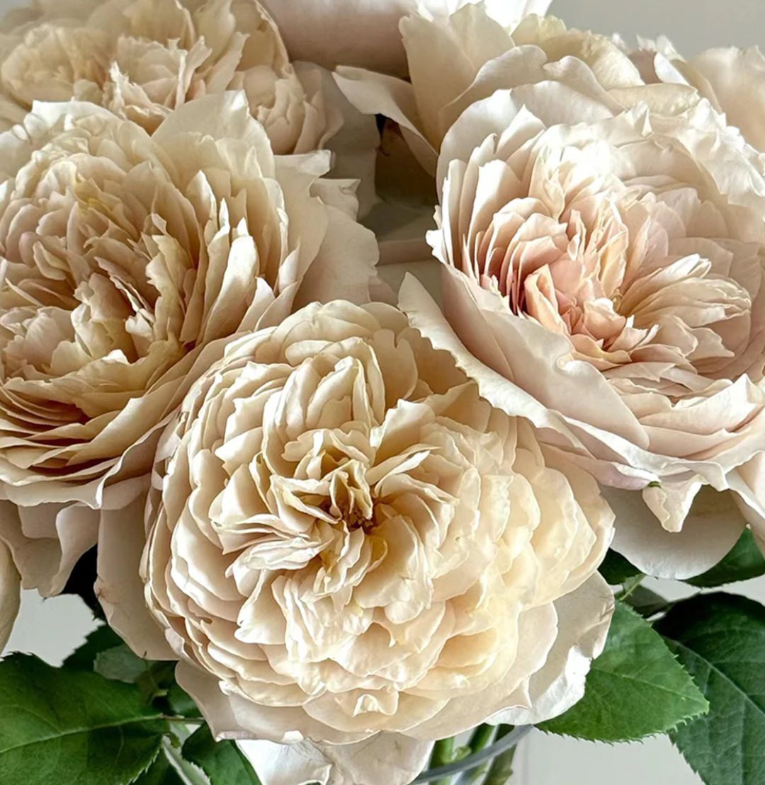 Charlotte Perriand Japanese garden rose plant flower bush shrub - Image 3