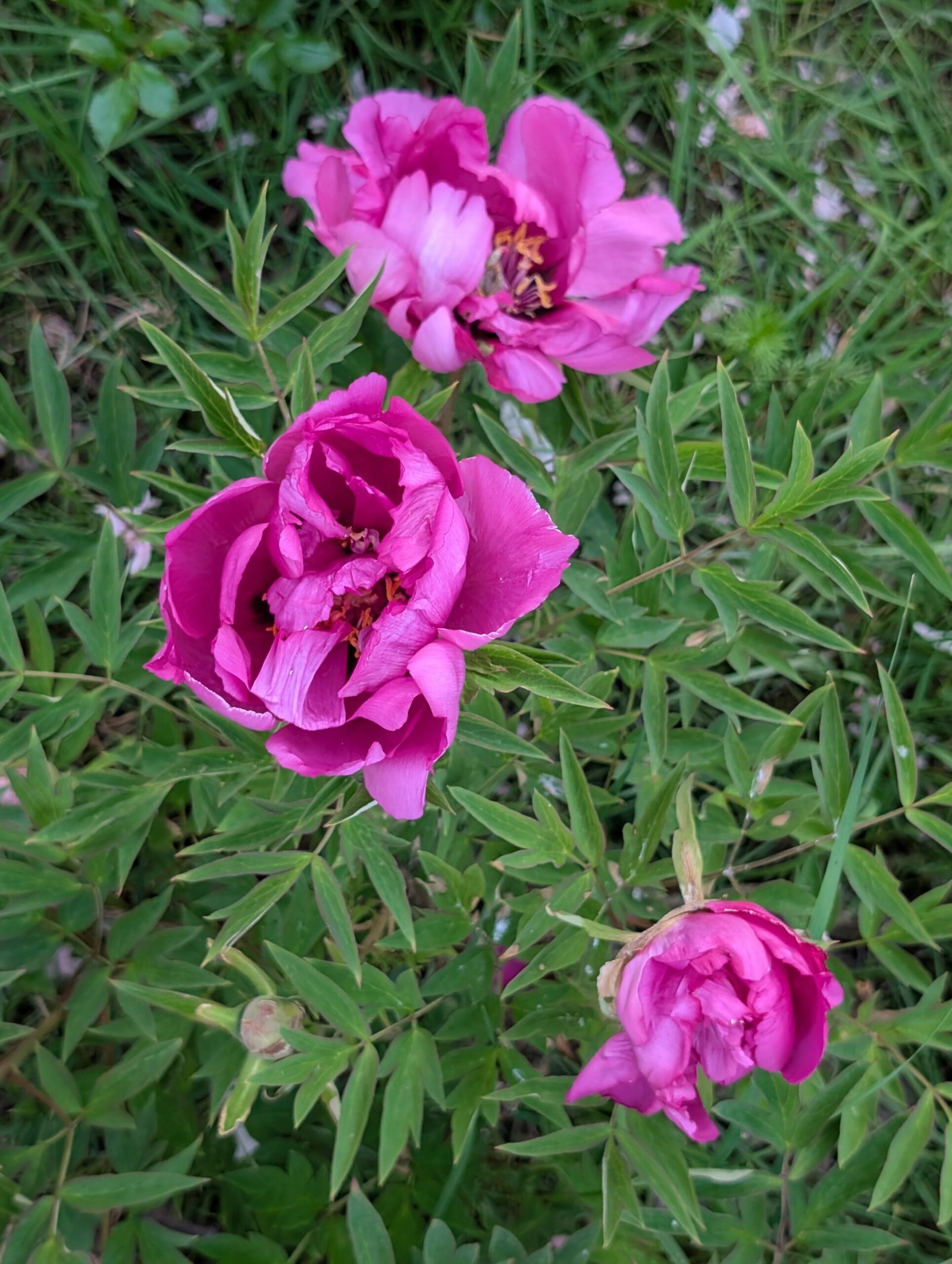Yin Zhen Xiu Hong Pao tree peony - Image 2