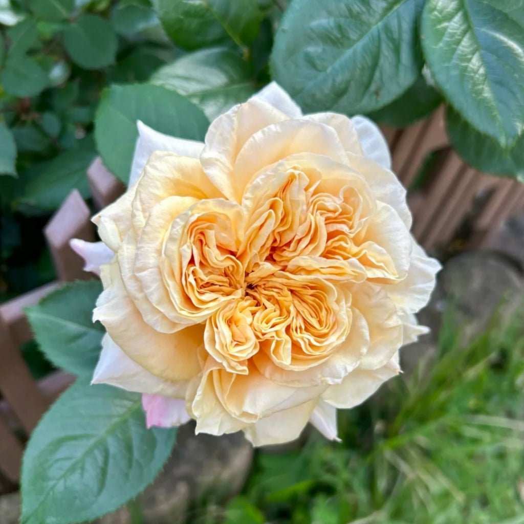 Issei Japanese garden rose plant flower bush deciduous shrub - Image 5