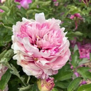 "Peace & Prosperity" multicolor large flower tree peony