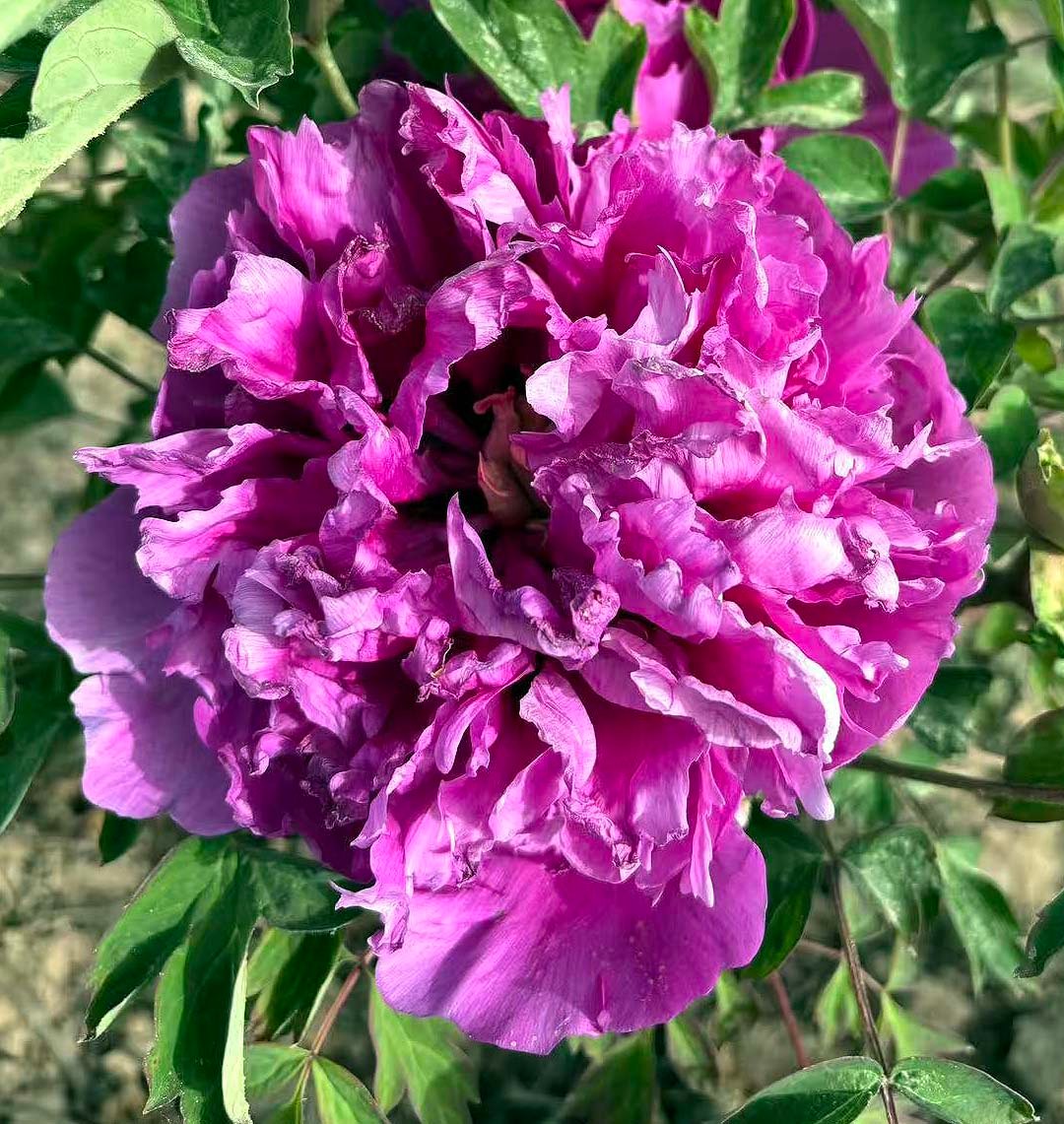 "Lavender Silk" large flower tree peony - Image 2
