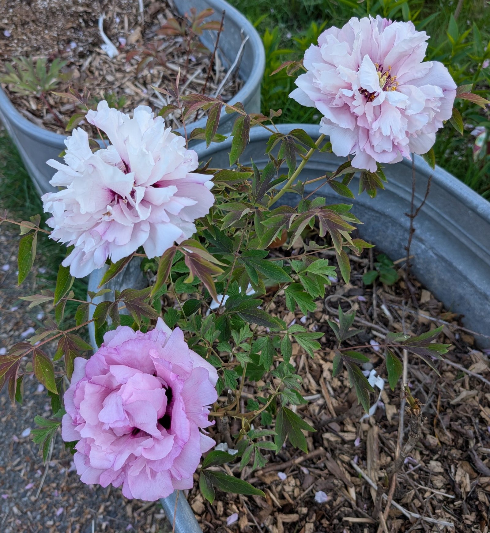 "Pink crown jade beads" tree peony - Image 15