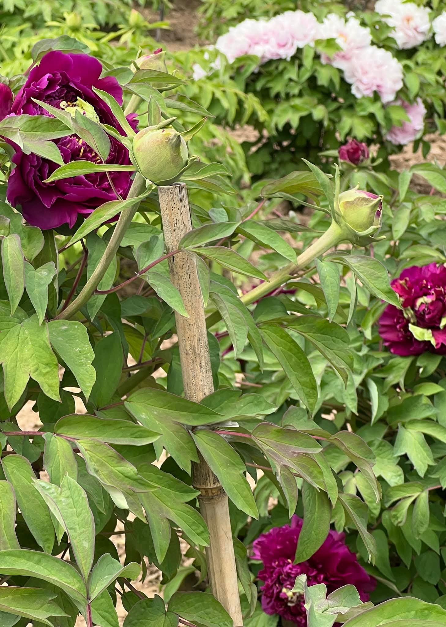 Wu jin yao hui tree peony - Image 6