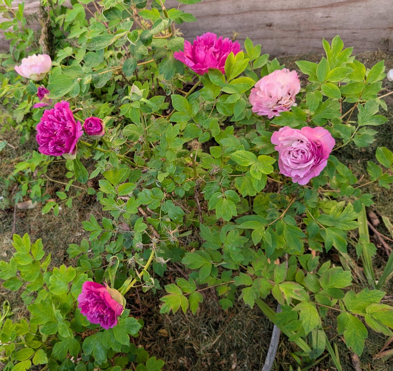 Bao Lian Deng tree peony - Image 5