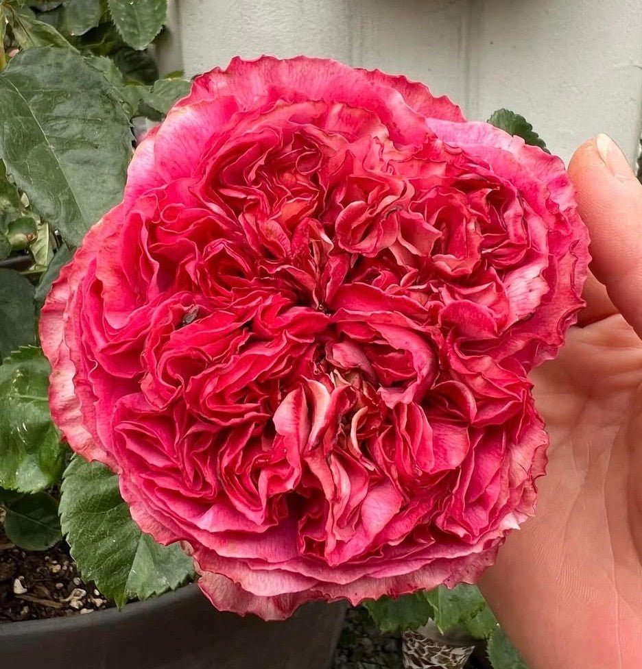 Frozen Summerhouse garden rose plant flower bush shrub - Image 2
