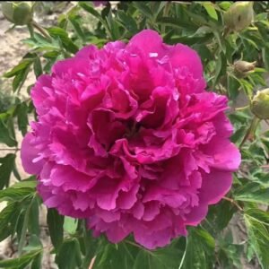 "Red Crown Speckled Gold" large flower tree peony