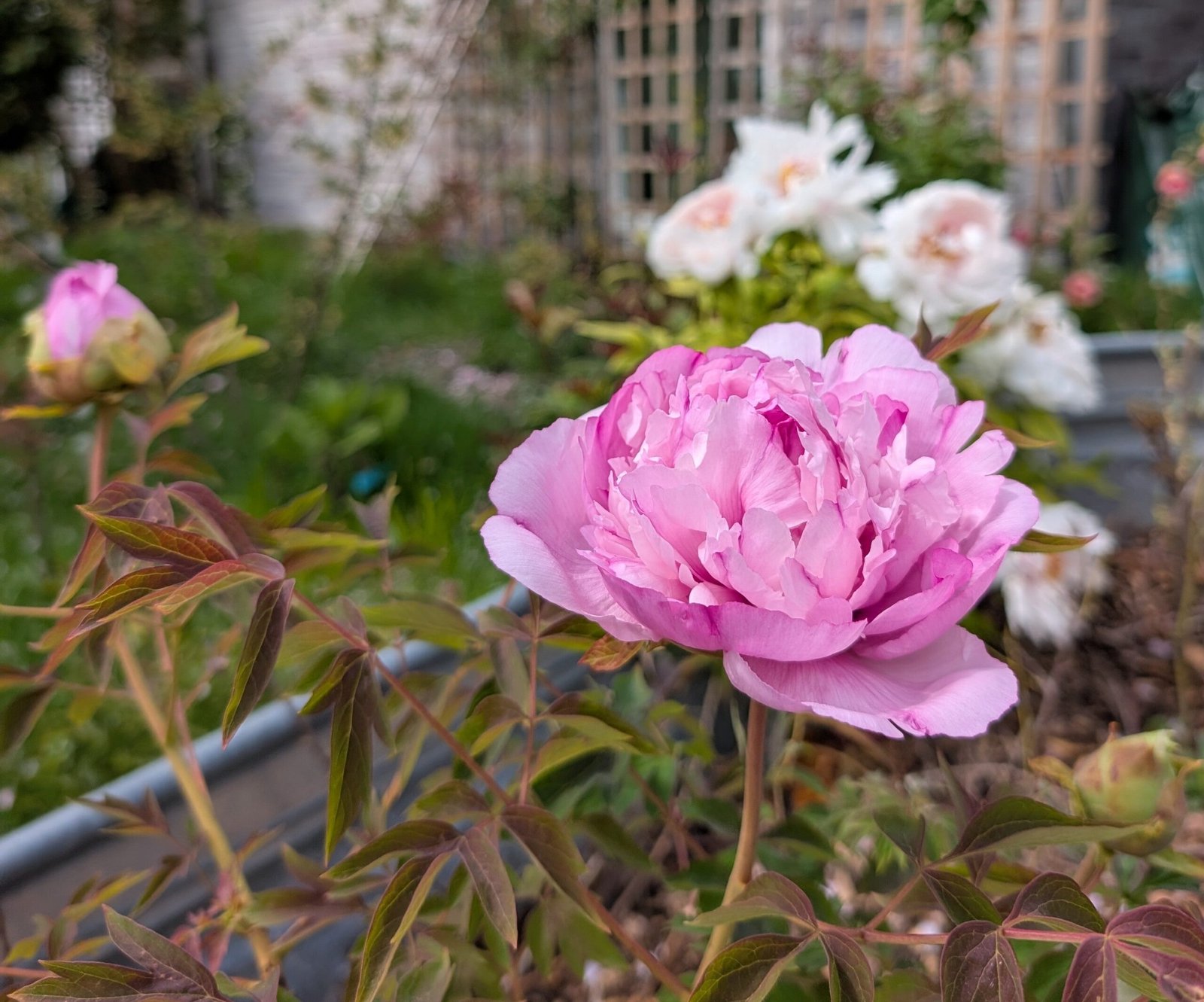 "Pink crown jade beads" tree peony - Image 7