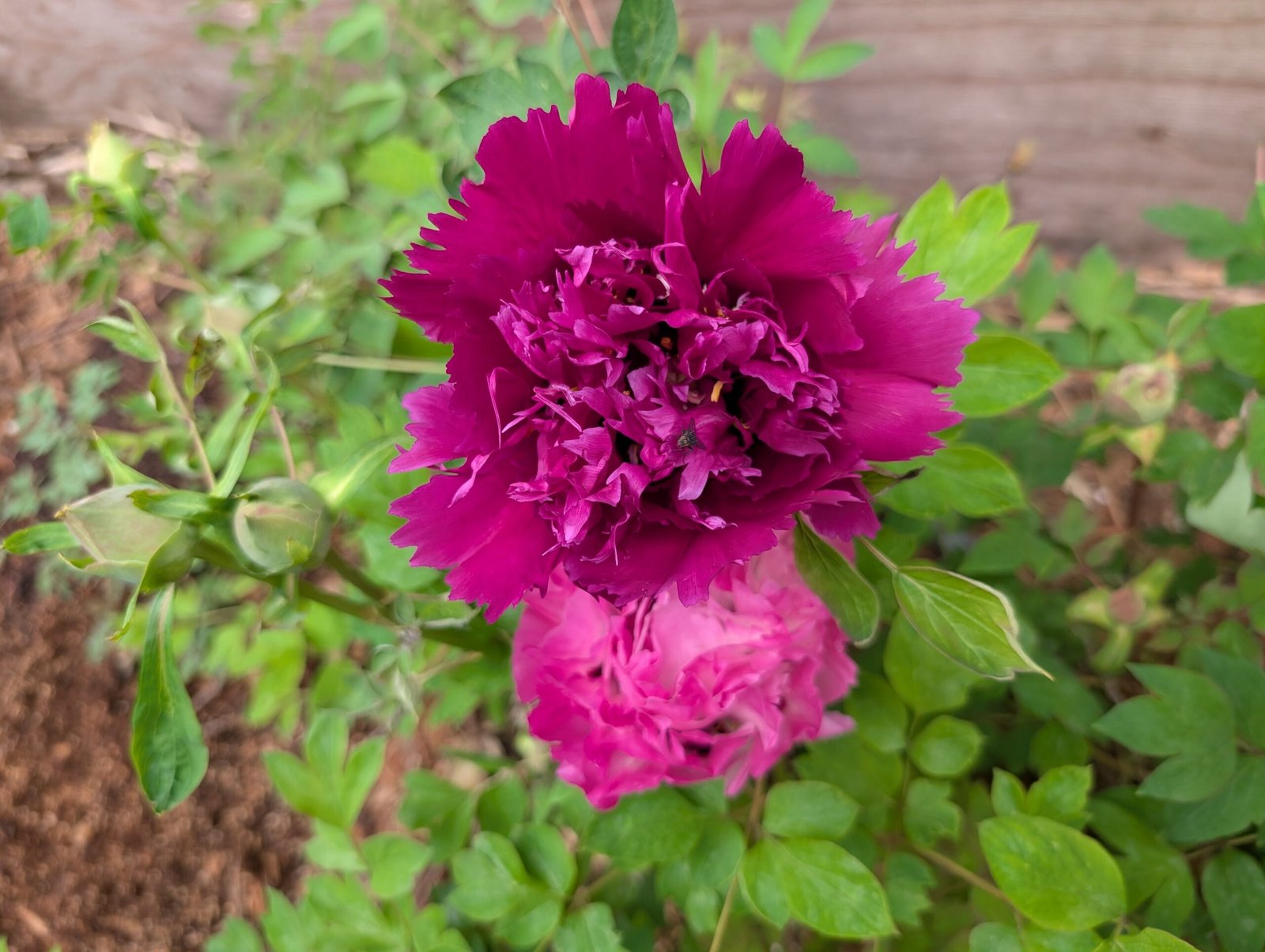 "Zi guan yu chi" large flower tree peony - Image 4