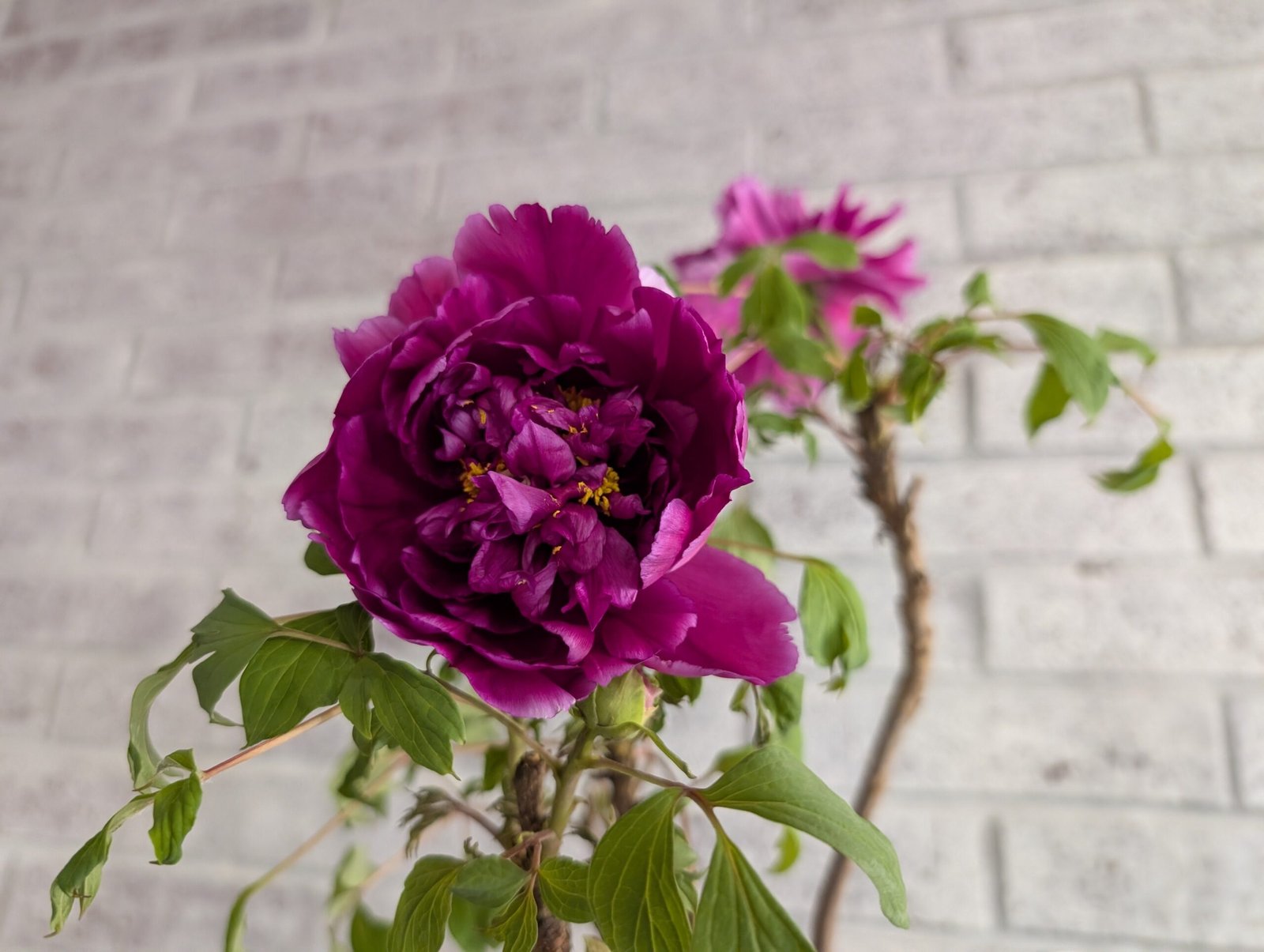 "Champion Crown" large flower tree peony - Image 15